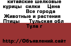 китайские шелковые курицы (силки) › Цена ­ 2 500 - Все города Животные и растения » Птицы   . Тульская обл.,Тула г.